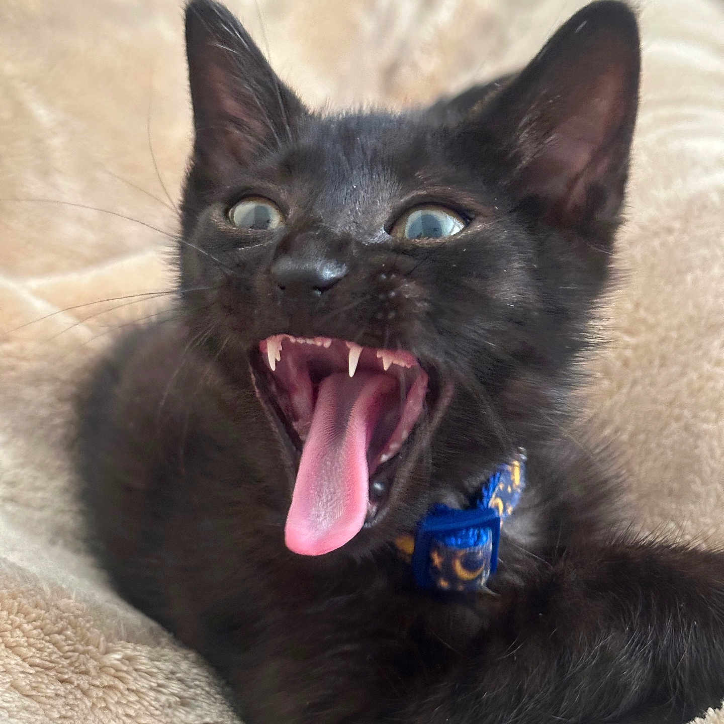 Louie is registered to the contest to win money with this photo: black_cat, kitten, mouth_open, tongue_out, blue_collar, whiskers, ears, fur, pet, cute, animal, indoor, soft_blanket, close_up, feline, playful, young_cat, snuggled, alert, expressive