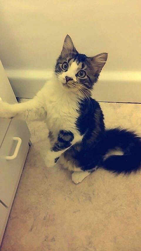 Laya
