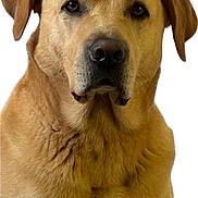 Napoléon a rejoint le concours — aidez-le/la à gagner de superbes lots ! dog, canine, pet, portrait, close_up, brown_fur, ears, snout, animal, mammal, face, looking, domestic_animal, fur_texture, whiskers, friendly, companion, cute, alert, headshot