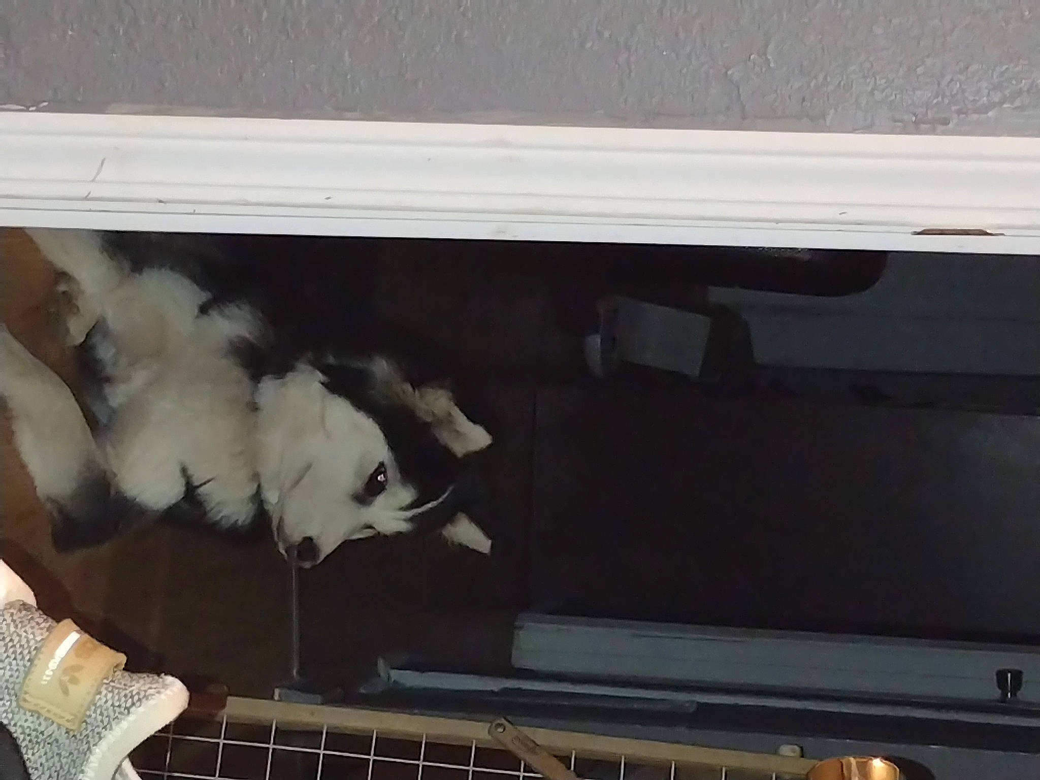 Cinco joined the competition — help win amazing prizes! automotive_exterior, automotive_window_part, computer, computer_hardware, feather, felidae, fur, glass, laptop, metal, multimedia, netbook, office_equipment, room, small_to_medium_sized_cats, tail, vehicle_door, windshield, wing