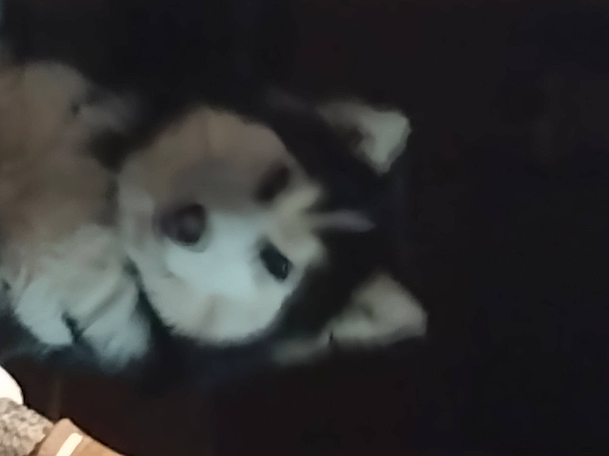 Cinco joined the competition — help win amazing prizes! canidae, carnivore, companion_dog, darkness, dog, dog_breed, fur, gesture, monochrome_photography, non_sporting_group, paw, snout, sporting_group, terrestrial_animal