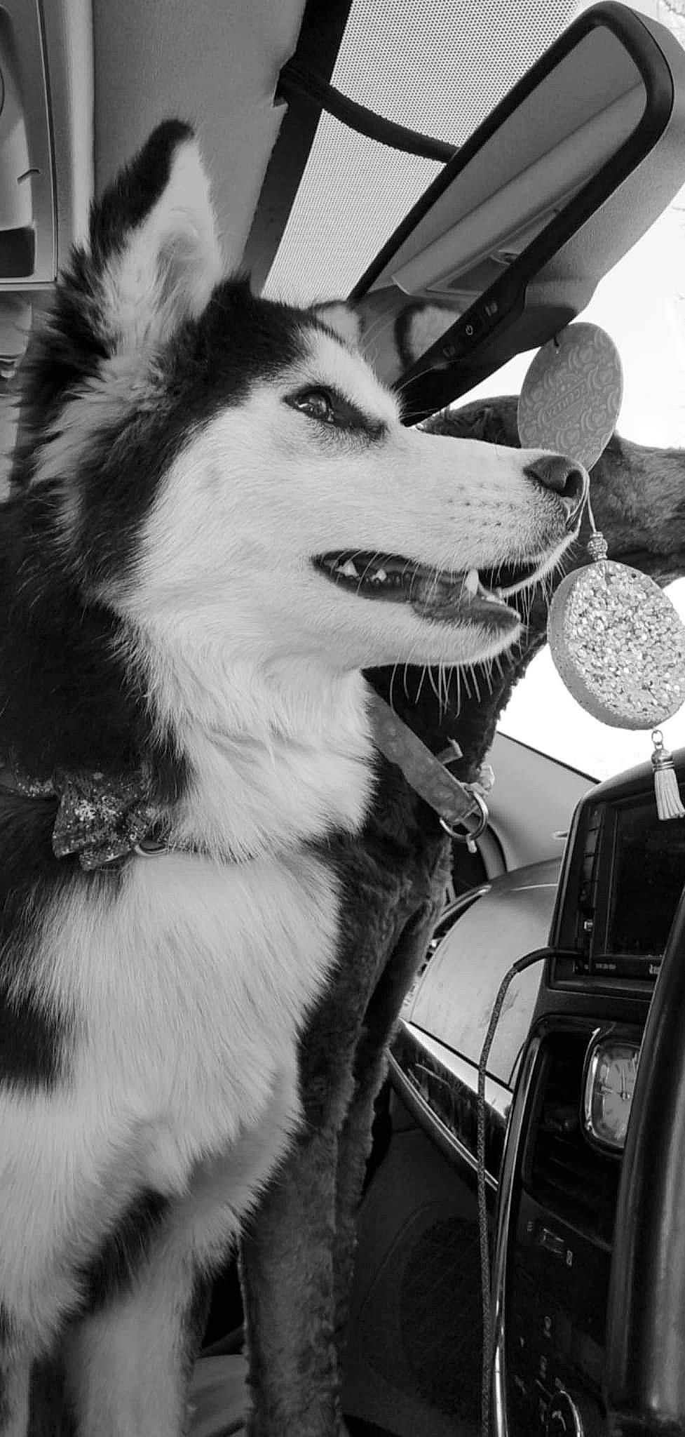 Cinco is registered to the contest to win money with this photo: black, black_and_white, canidae, carnivore, companion_dog, dog, dog_breed, fur, herding_dog, monochrome, monochrome_photography, photograph, sled_dog, snapshot, snout, sporting_group, style, whiskers, white, windshield