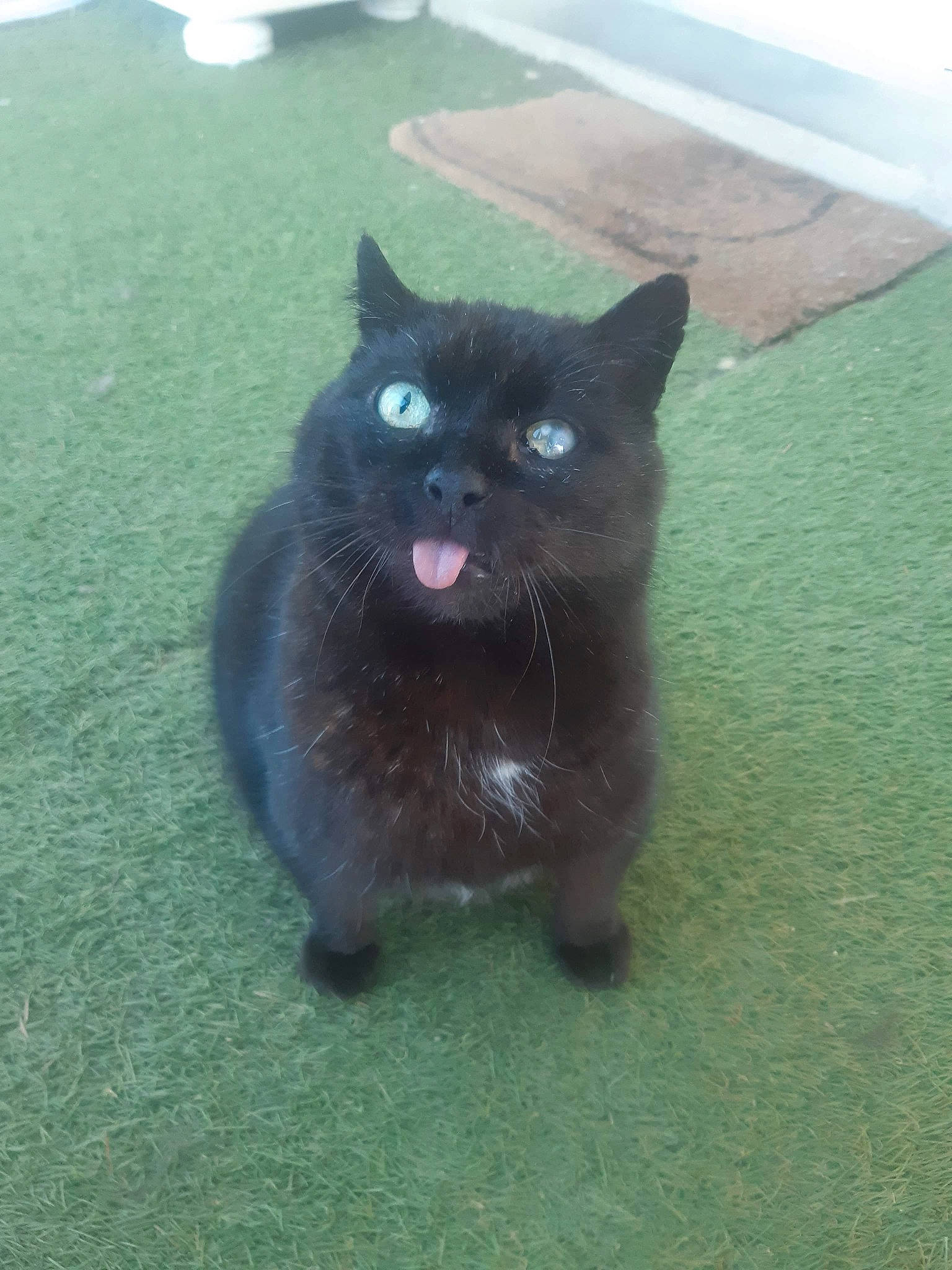 Albator participe au concours pour gagner de l'argent avec cette photo : black_cat, bombay, carnivore, cat, dog_breed, domestic_short_haired_cat, eye, fawn, felidae, flooring, fur, grass, iris, paw, plant, sitting, small_to_medium_sized_cats, snout, tail, whiskers