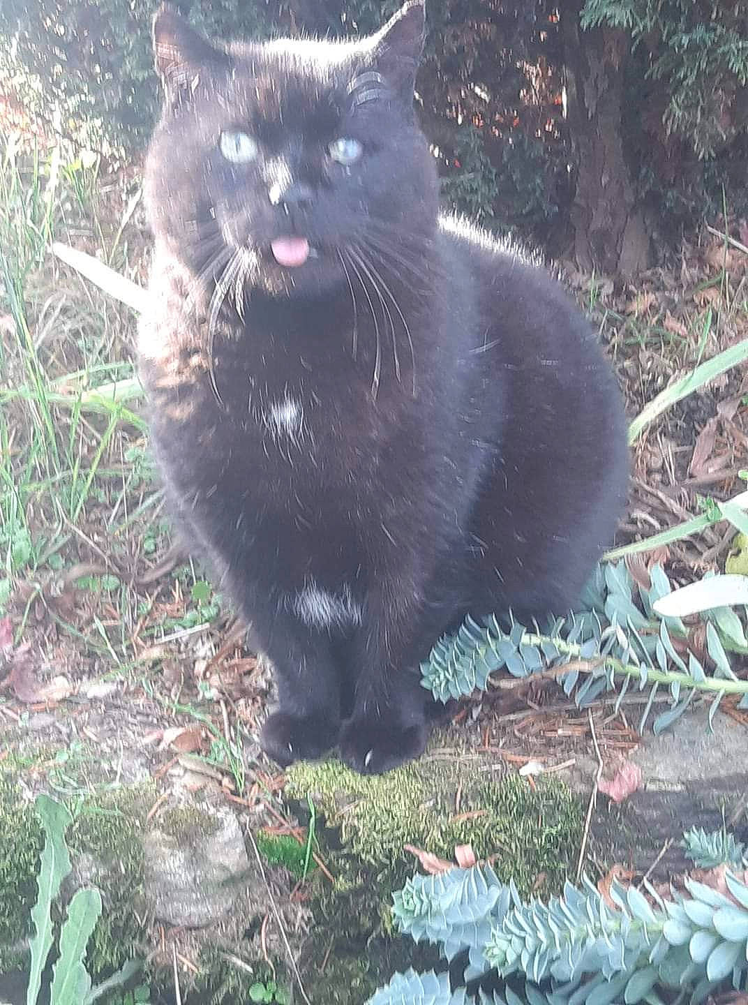 Albator participe au concours pour gagner de l'argent avec cette photo : black_cat, bombay, carnivore, cat, claw, domestic_short_haired_cat, felidae, fur, grass, groundcover, paw, plant, small_to_medium_sized_cats, snout, tail, terrestrial_animal, whiskers, wildlife