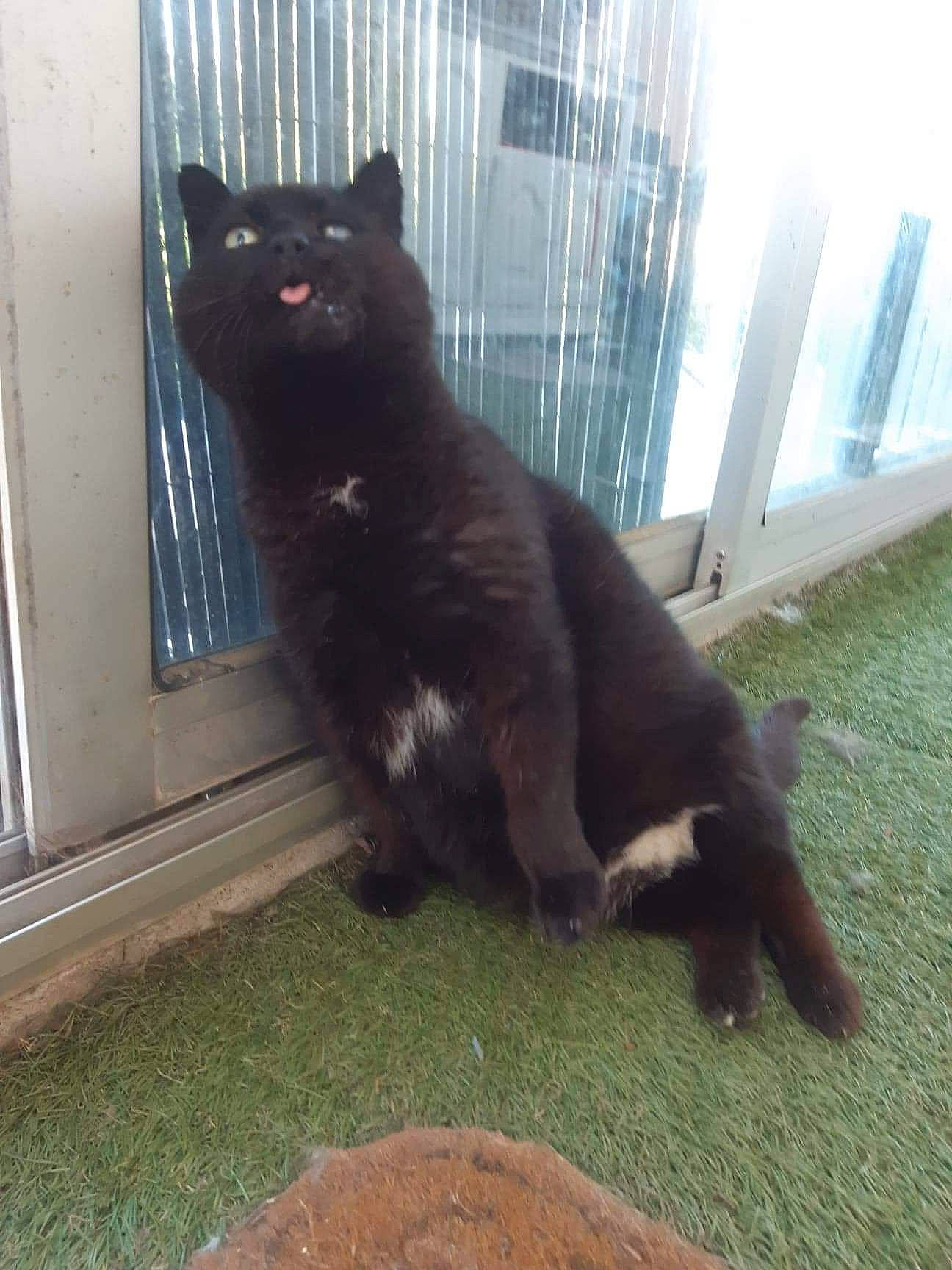 Albator a rejoint le concours — aidez-le/la à gagner de superbes lots ! black_cat, bombay, building, canidae, carnivore, cat, claw, dog_breed, domestic_short_haired_cat, felidae, fur, grass, paw, small_to_medium_sized_cats, snout, sporting_group, tail, terrestrial_animal, whiskers, window