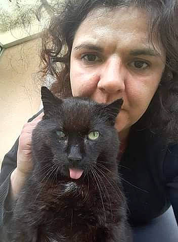 Albator participe au concours pour gagner de l'argent avec cette photo : beard, black_cat, bombay, carnivore, cat, domestic_short_haired_cat, ear, eye, felidae, gesture, hair, head, mammal, nose, organ, skin, small_to_medium_sized_cats, snout, tail, whiskers