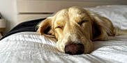 Raf participe au concours pour gagner de l'argent avec cette photo : dog, golden_retriever, sleeping, bed, white_bedspread, close_up, cozy, peaceful, pet, animal, indoor, resting, fur, snout, ears, blurred_background, soft_light, calm, domestic, cute