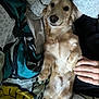 Raf participe au concours pour gagner de l'argent avec cette photo : dog, golden_dog, pet, bed, blanket, comfort, resting, hand, fur, cute, animal, domestic_animal, indoor, relaxed, smiling, lying_down, cozy, patterned_blanket, sleepy, companion