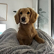 Raf participe au concours pour gagner de l'argent avec cette photo : dog, puppy, golden_retriever, blanket, indoor, cozy, curious, fur, pet, animal, portrait, soft_light, window, home, comfort, cute, snuggle, relax, fluffy, nose