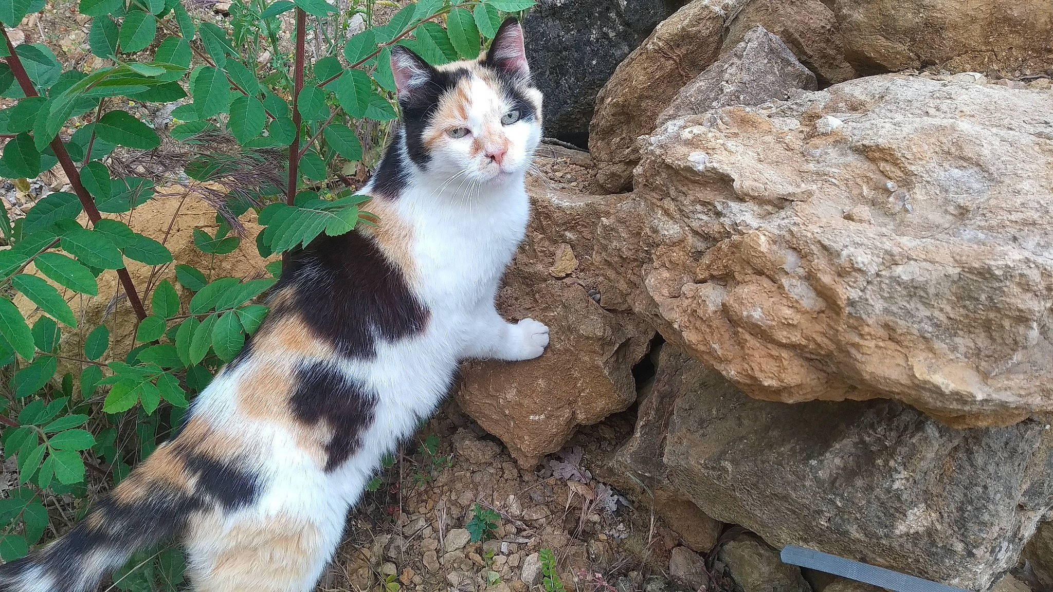 Minette a rejoint le concours — aidez-le/la à gagner de superbes lots ! bedrock, carnivore, cat, domestic_short_haired_cat, fawn, felidae, fur, grass, paw, plant, rock, small_to_medium_sized_cats, snout, tail, terrestrial_animal, tree, vertebrate, whiskers, wildlife, wood