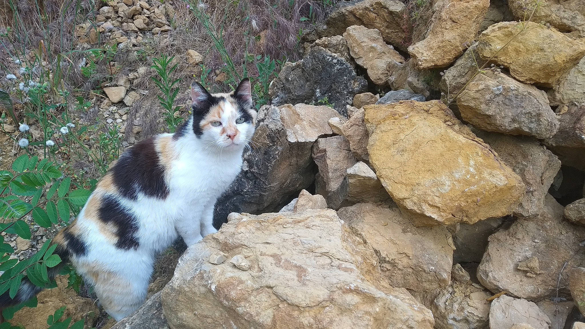 Minette a rejoint le concours — aidez-le/la à gagner de superbes lots ! bedrock, carnivore, cat, domestic_short_haired_cat, eye, fawn, felidae, fur, grass, limestone, plant, rock, small_to_medium_sized_cats, snout, soil, tail, terrestrial_animal, tree, whiskers, wildlife