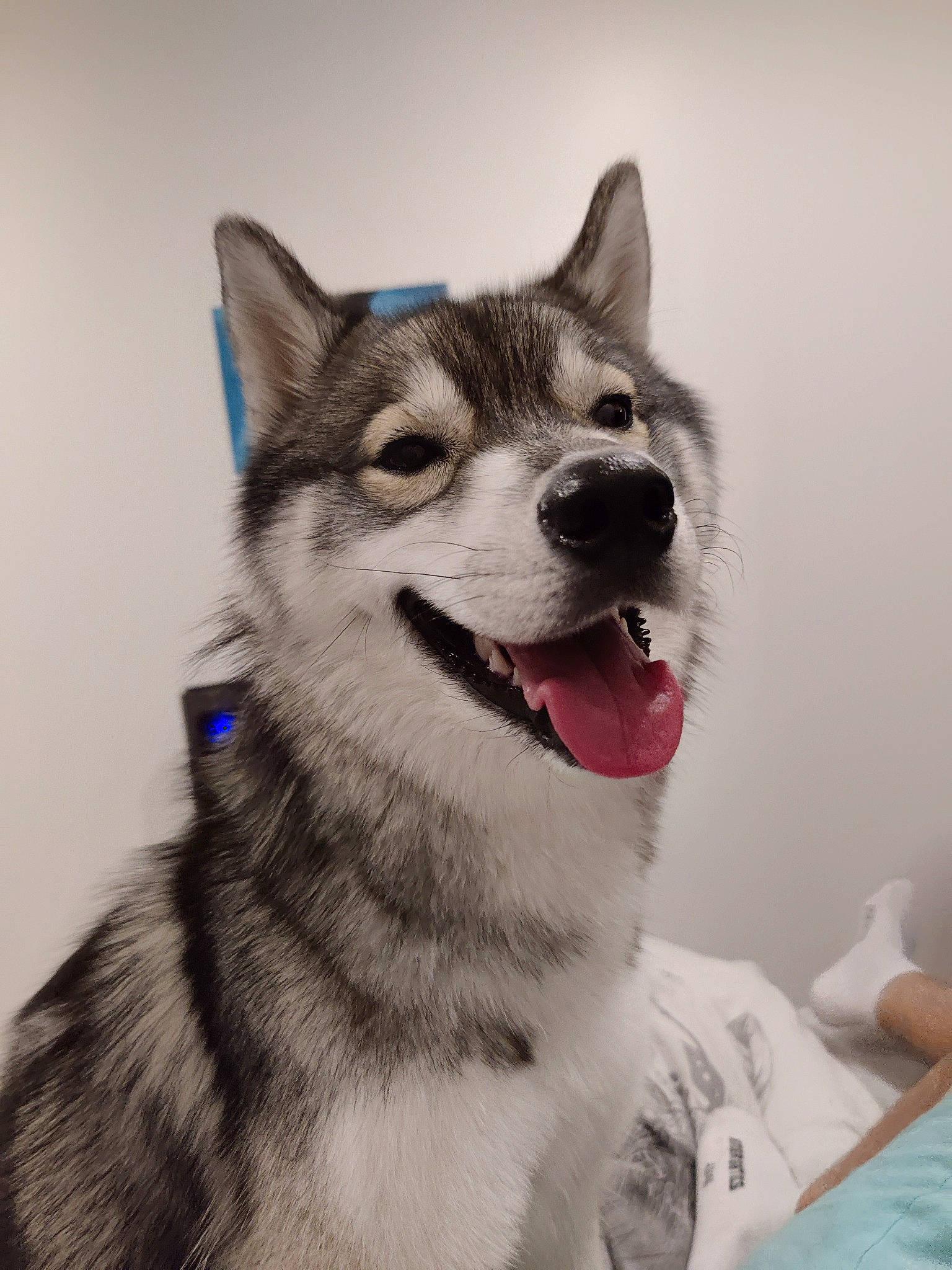 Sheyenne a rejoint le concours — aidez-le/la à gagner de superbes lots ! ancient_dog_breeds, art, canidae, canis, carnivore, collar, dog, dog_breed, fang, fur, grey, sled_dog, smile, terrestrial_animal, whiskers, wolf, working_dog