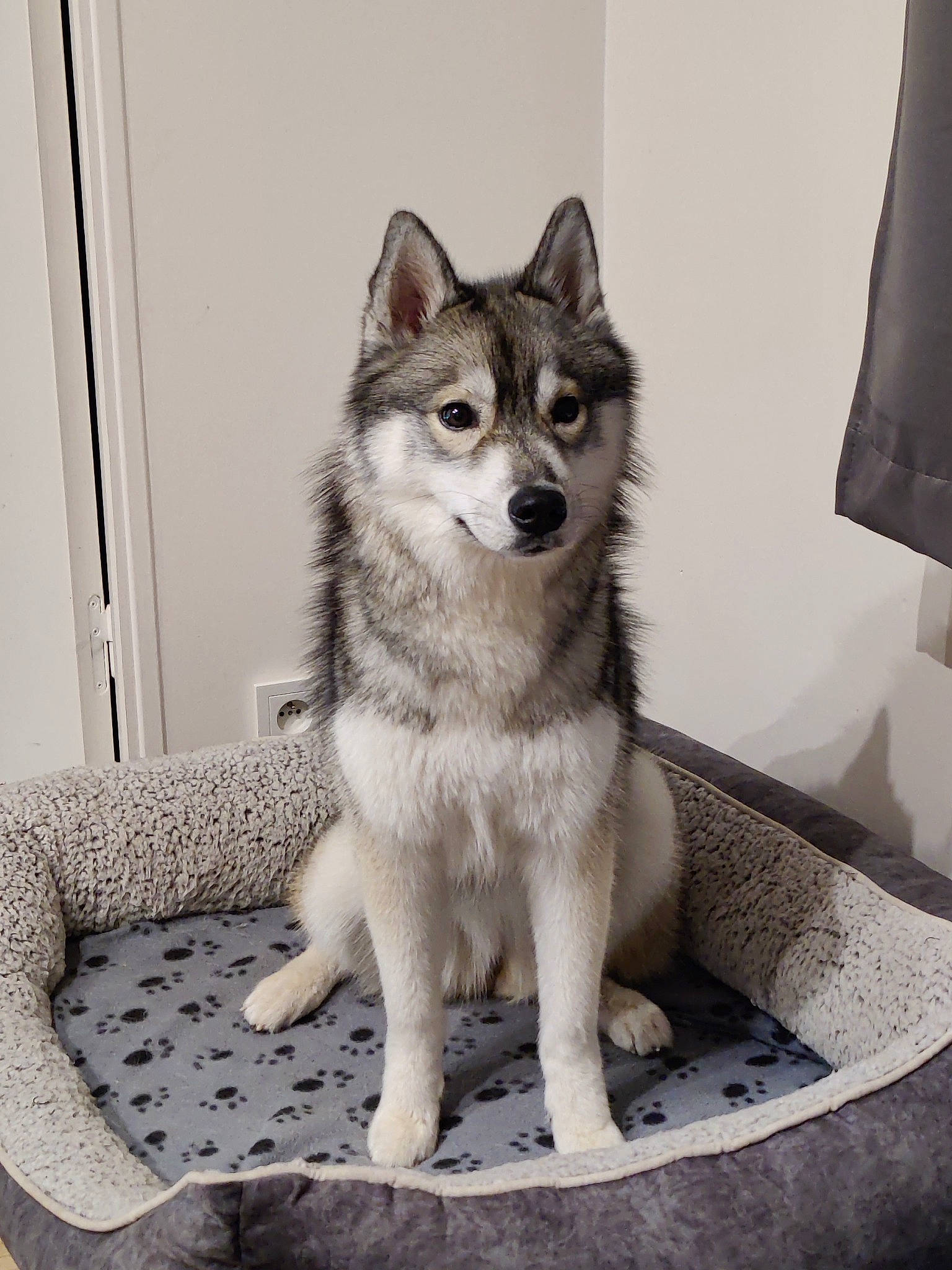 Sheyenne a rejoint le concours — aidez-le/la à gagner de superbes lots ! art, canis, carnivore, companion_dog, curtain, dog, dog_breed, door, flooring, fur, grey, lamp, rectangle, sled_dog, snout, tail, terrestrial_animal, wolf, working_animal, working_dog