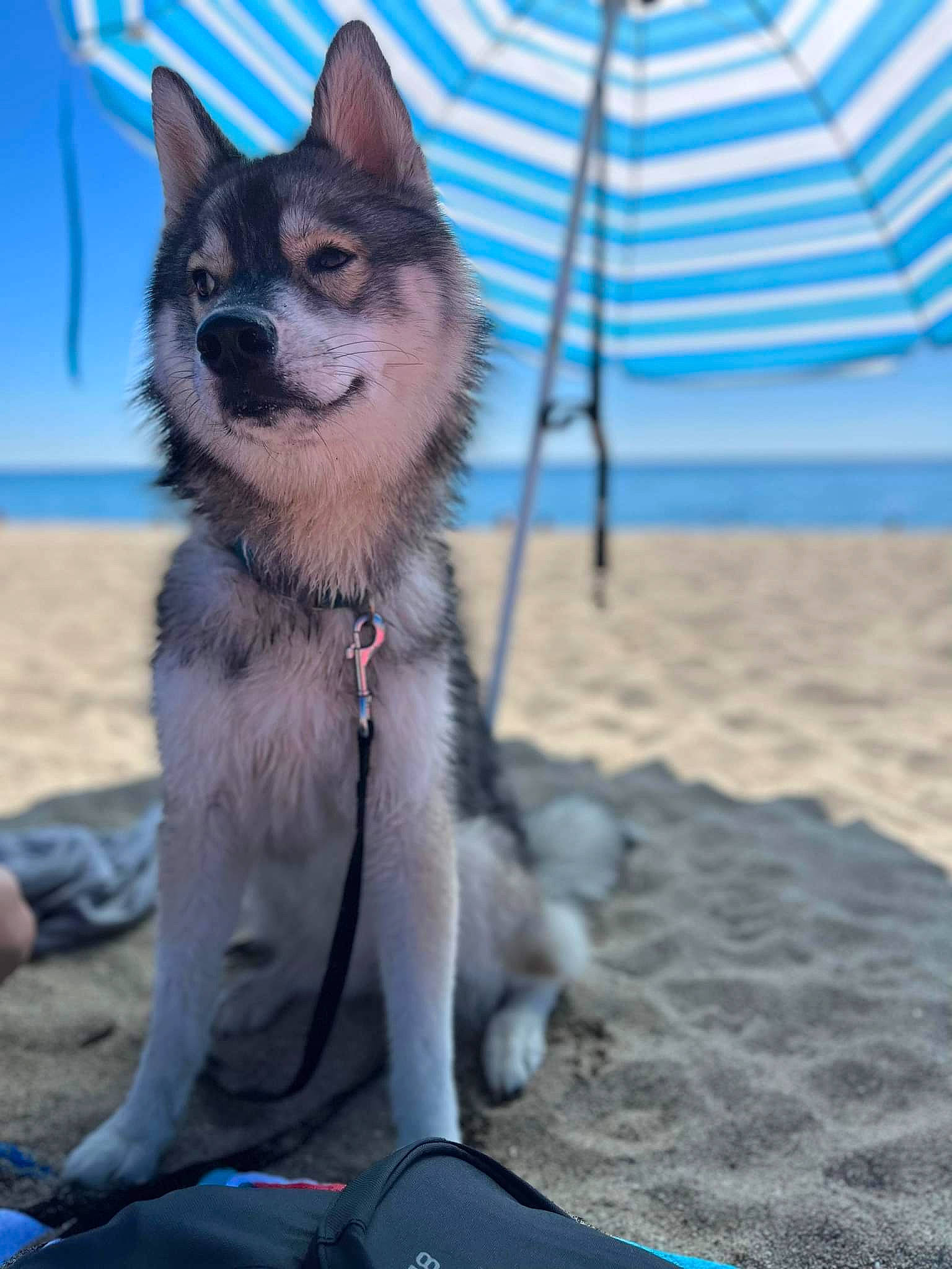 Sheyenne participe au concours pour gagner de l'argent avec cette photo : blue, canidae, carnivore, collar, companion_dog, dog, dog_breed, electric_blue, fur, grey, leash, shade, sitting, snout, tail, terrestrial_animal, umbrella, whiskers, working_dog