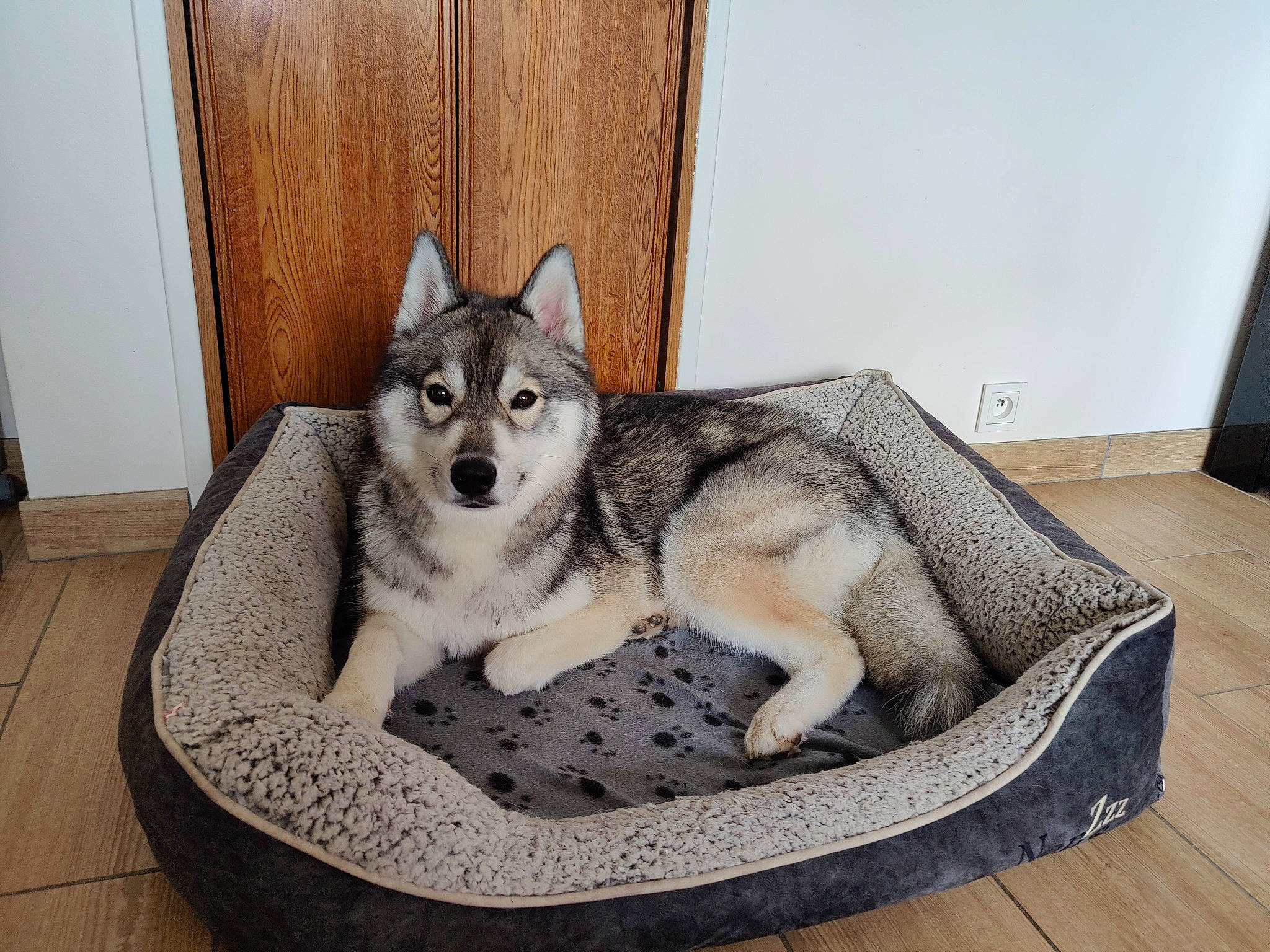 Sheyenne a rejoint le concours — aidez-le/la à gagner de superbes lots ! canidae, carnivore, comfort, companion_dog, couch, dog, dog_breed, dog_supply, door, flooring, fur, grey, siberian_husky, sled_dog, snout, sporting_group, terrestrial_animal, wolf, wood, working_animal