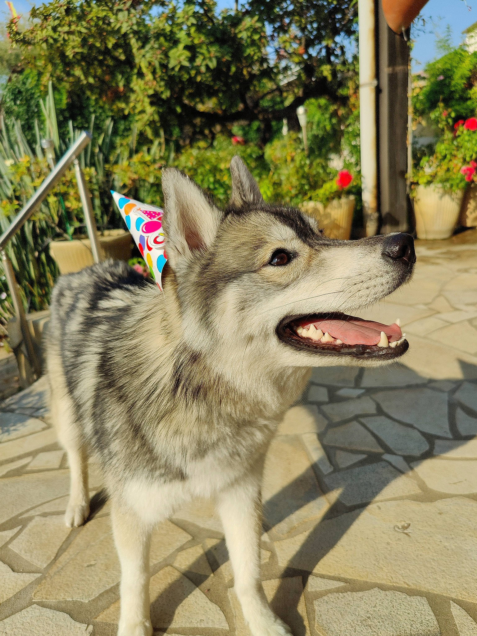 Sheyenne participe au concours pour gagner de l'argent avec cette photo : canidae, canis, carnivore, dog, dog_breed, fang, flowerpot, fur, houseplant, plant, snout, sporting_group, tail, terrestrial_animal, tree, wildlife, wolf, working_animal, working_dog