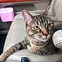 animal, bottle, car_interior, cat, closeup, curious, domestic_cat, feline, fur, interior, leather_seat, paw, pet, pink_container, relaxed, seat, tabby_cat, vehicle, whiskers, yellow_eyes