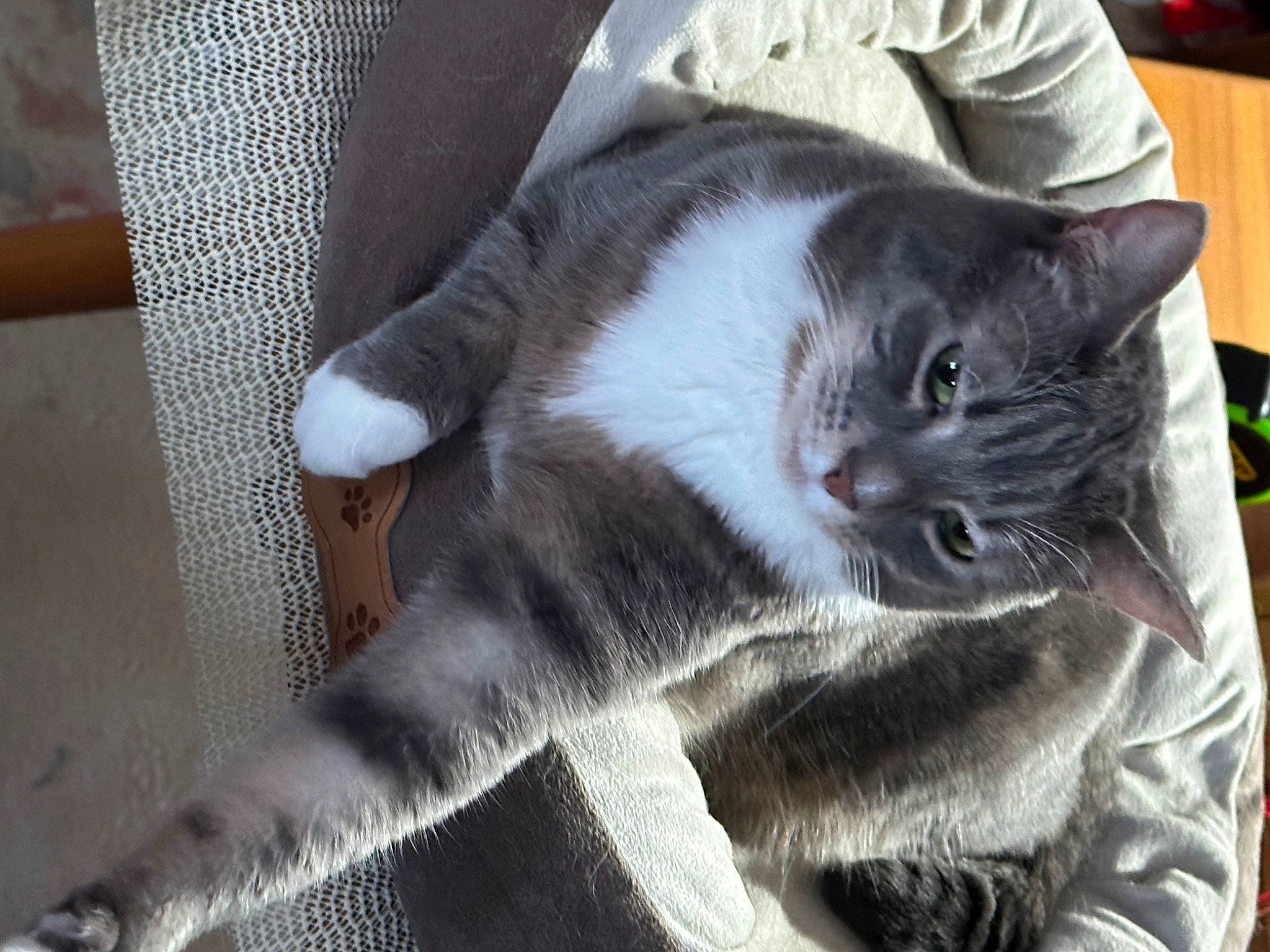 Agatha Aggie Christy