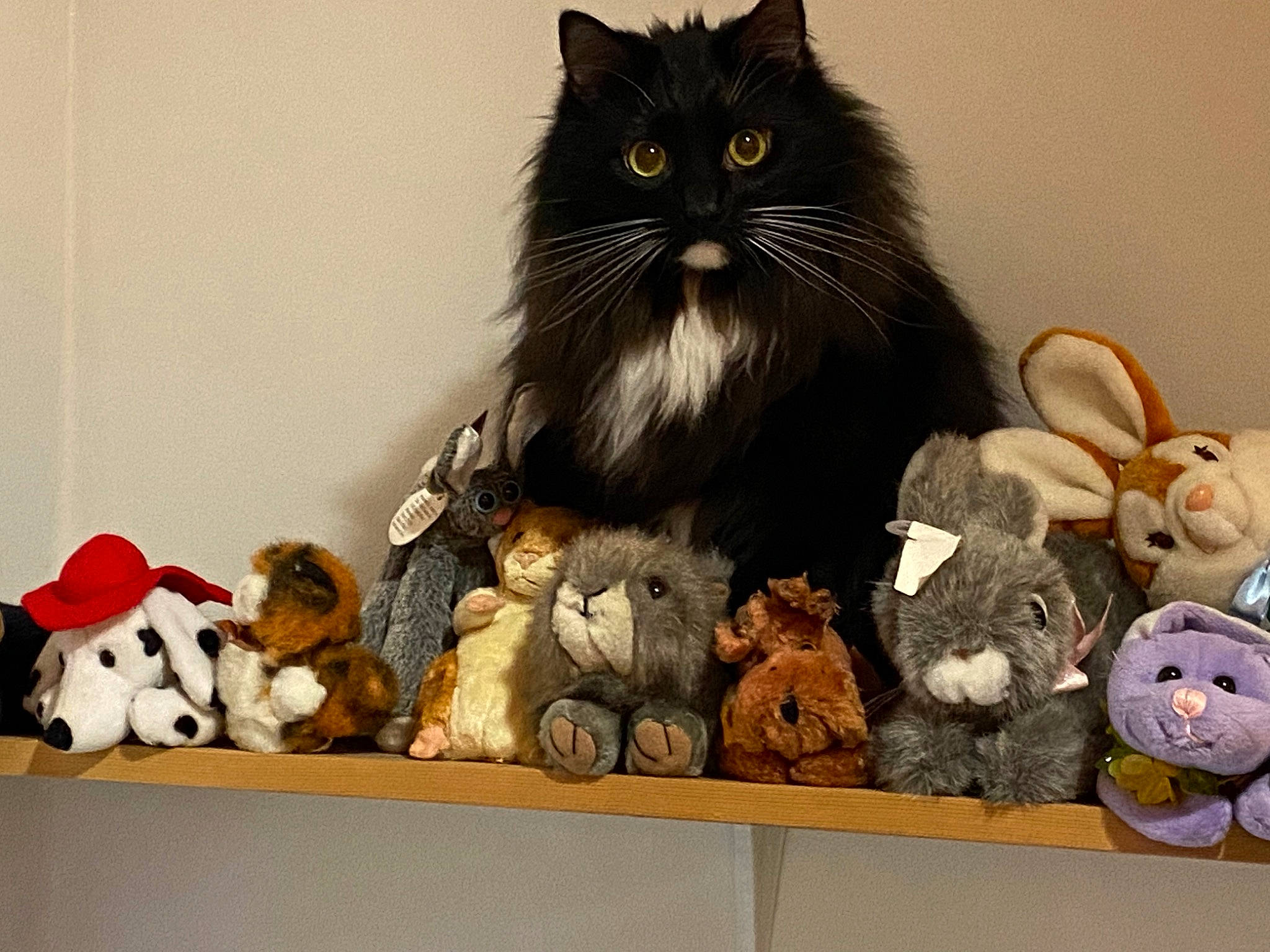Benjamin joined the competition — help win amazing prizes! box, british_longhair, carmine, cat, collection, domestic_short_haired_cat, felidae, fur, mammal, plush, room, shelf, shelving, small_to_medium_sized_cats, stuffed_toy, tail, textile, toy, vertebrate, whiskers