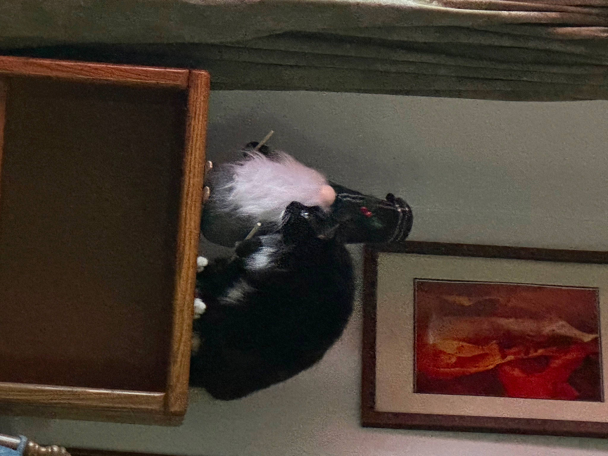 Benjamin joined the competition — help win amazing prizes! art, bookcase, comfort, felidae, flooring, fur, hardwood, paint, painting, picture_frame, rectangle, room, shelf, shelving, small_to_medium_sized_cats, tail, tints_and_shades, visual_arts, wood, wood_stain