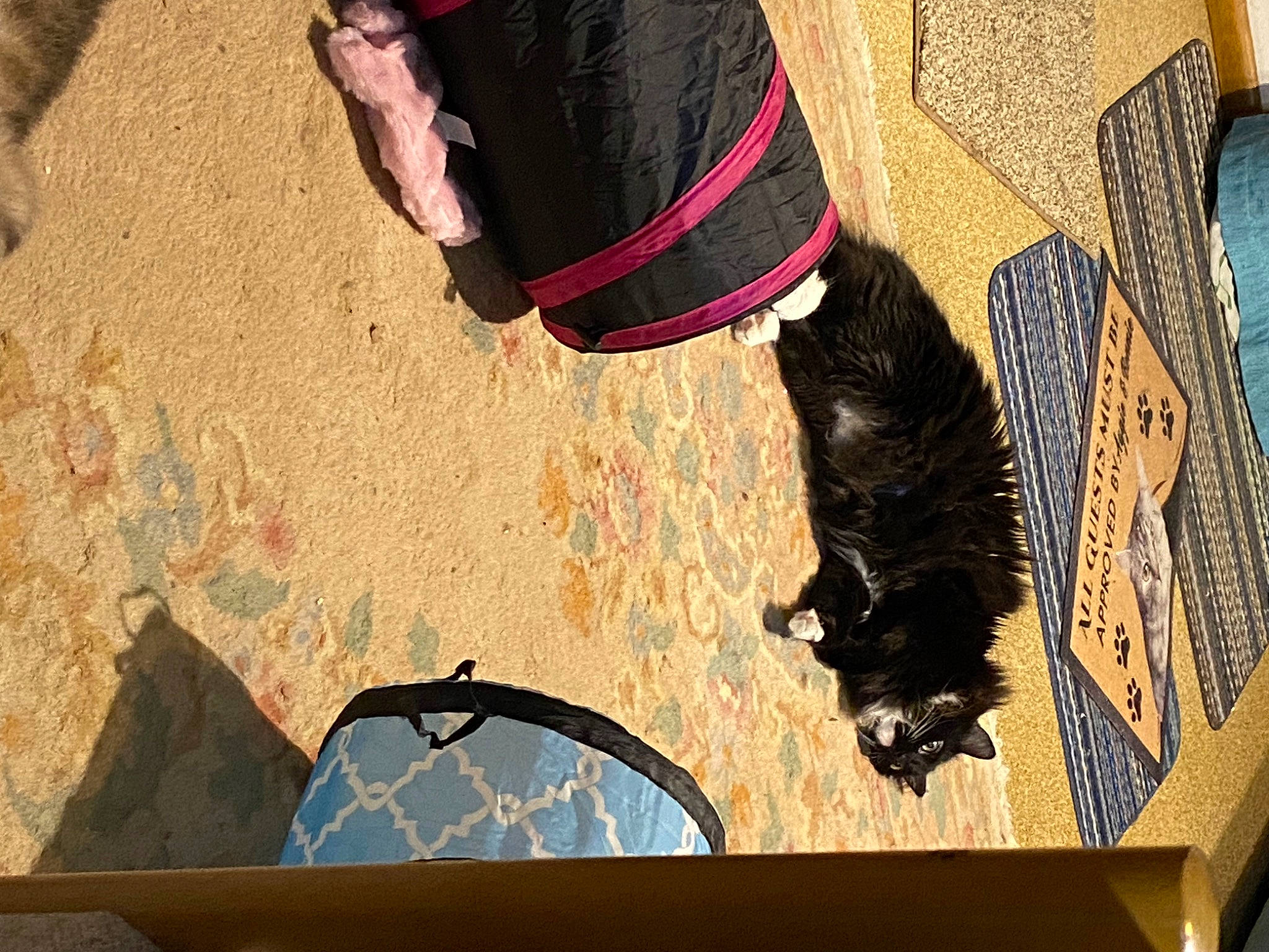 Benjamin Franklin Buttons is registered to the contest to win money with this photo: carnivore, collar, dog, dog_breed, dog_collar, fashion_accessory, fawn, felidae, foot, fun, fur, human_leg, pet_supply, shadow, small_to_medium_sized_cats, sporting_group, tail, tints_and_shades, tree, wood