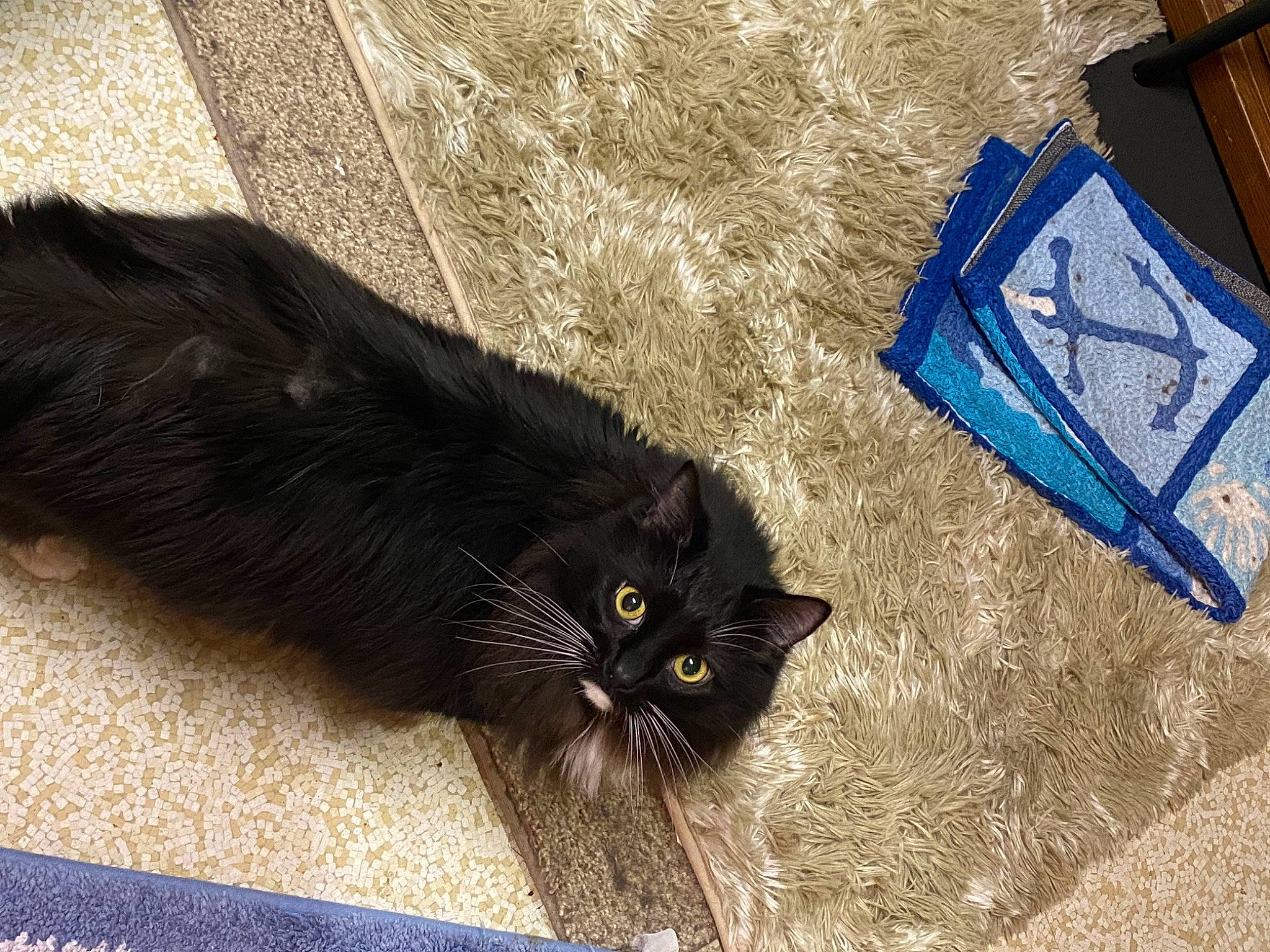 Benjamin Franklin Buttons is registered to the contest to win money with this photo: black_cat, bombay, carnivore, cat, claw, domestic_short_haired_cat, electric_blue, felidae, flooring, fur, grass, paw, road_surface, shadow, small_to_medium_sized_cats, snout, soil, tail, terrestrial_animal, whiskers