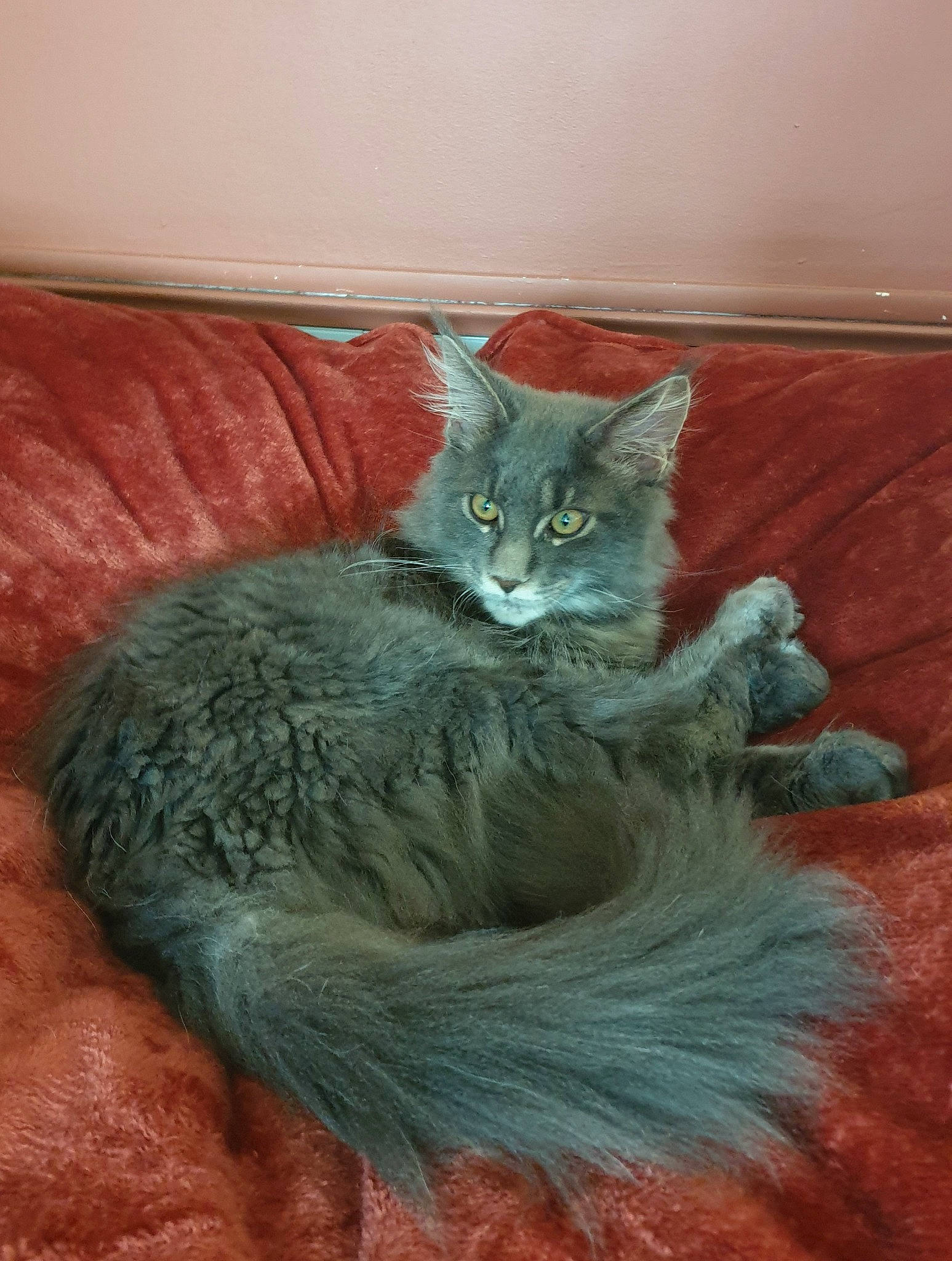Uggy participe au concours pour gagner de l'argent avec cette photo : art, carnivore, cat, cat_bed, cat_supply, claw, comfort, couch, domestic_short_haired_cat, fawn, felidae, fur, grey, paw, sitting, small_to_medium_sized_cats, snout, tail, whiskers, window