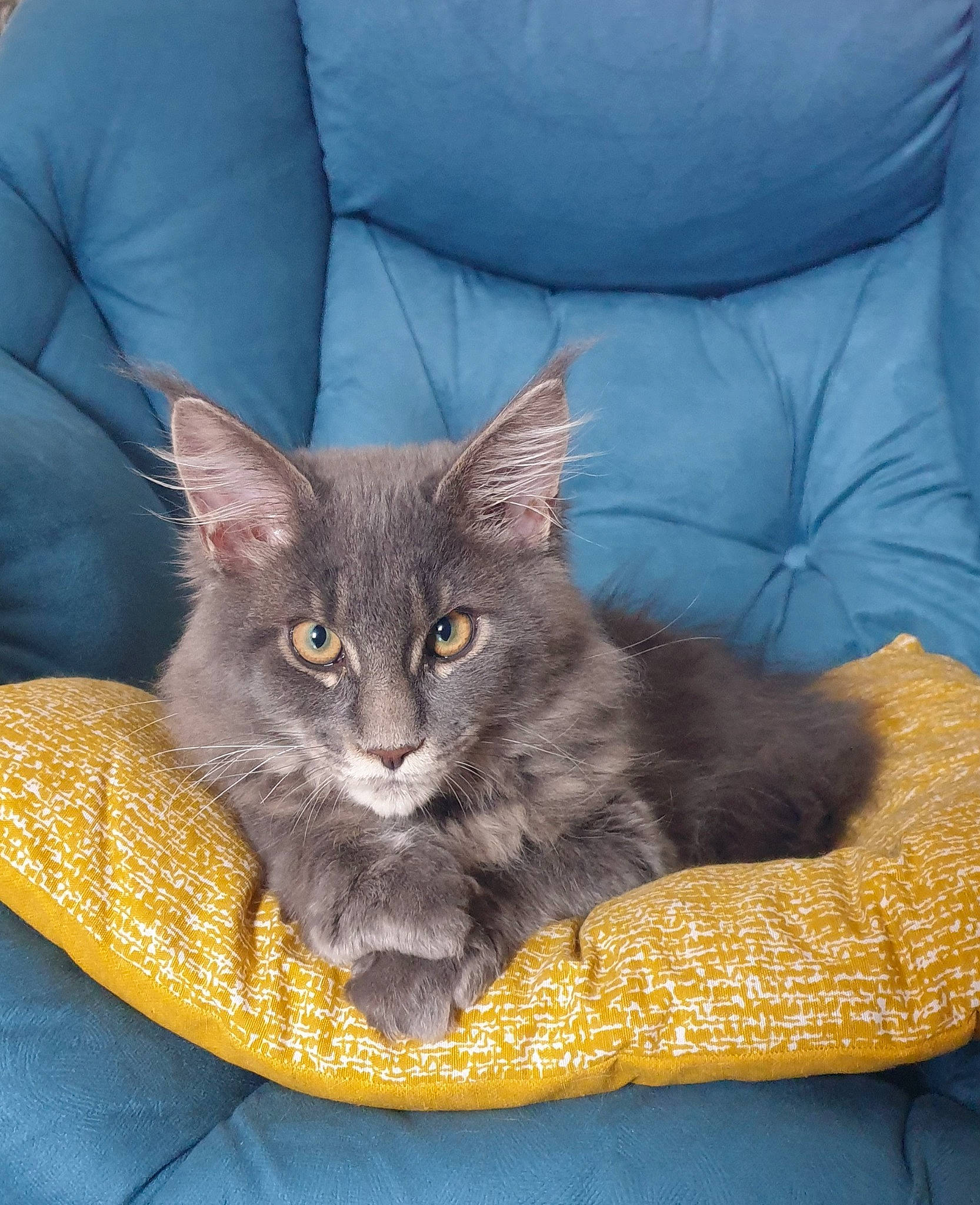Uggy participe au concours pour gagner de l'argent avec cette photo : black_cat, carnivore, cat, cat_bed, cat_supply, chartreux, claw, comfort, couch, domestic_short_haired_cat, felidae, fur, grey, sitting, small_to_medium_sized_cats, snout, tail, whiskers