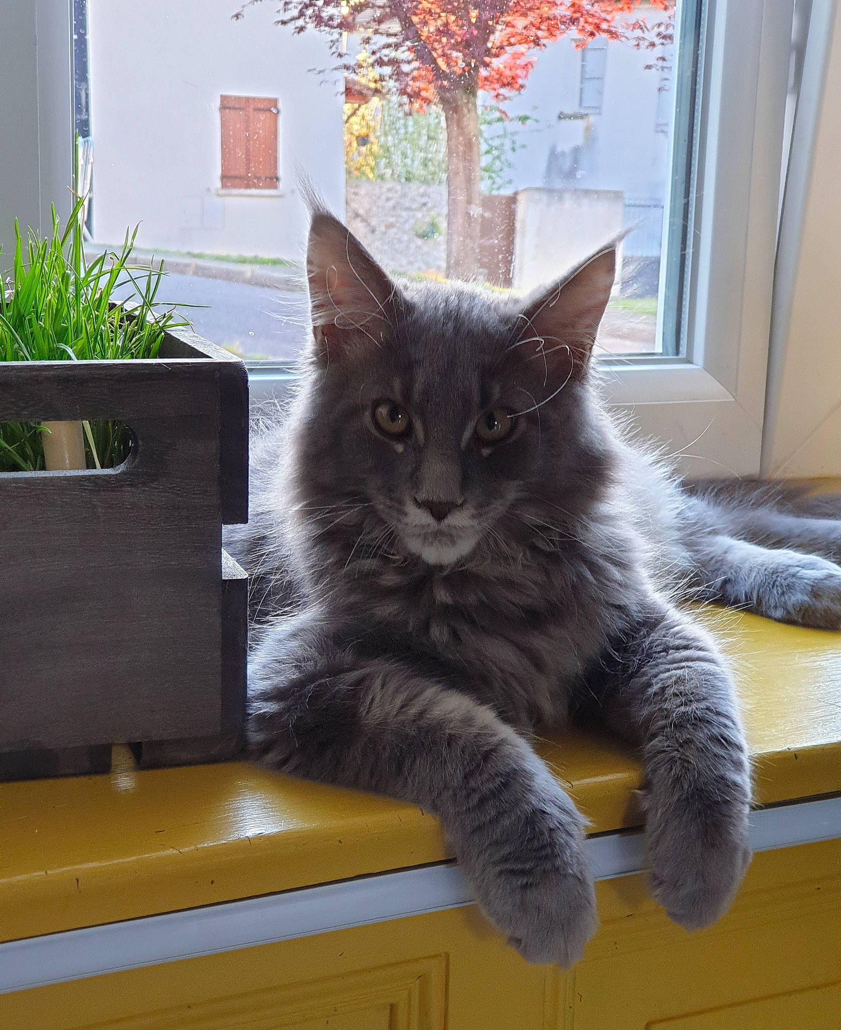 Uggy a rejoint le concours — aidez-le/la à gagner de superbes lots ! box, carnivore, cat, domestic_short_haired_cat, felidae, flowerpot, fur, grey, houseplant, mammal, paw, personal_computer, plant, small_to_medium_sized_cats, table, tail, tree, vertebrate, whiskers, window