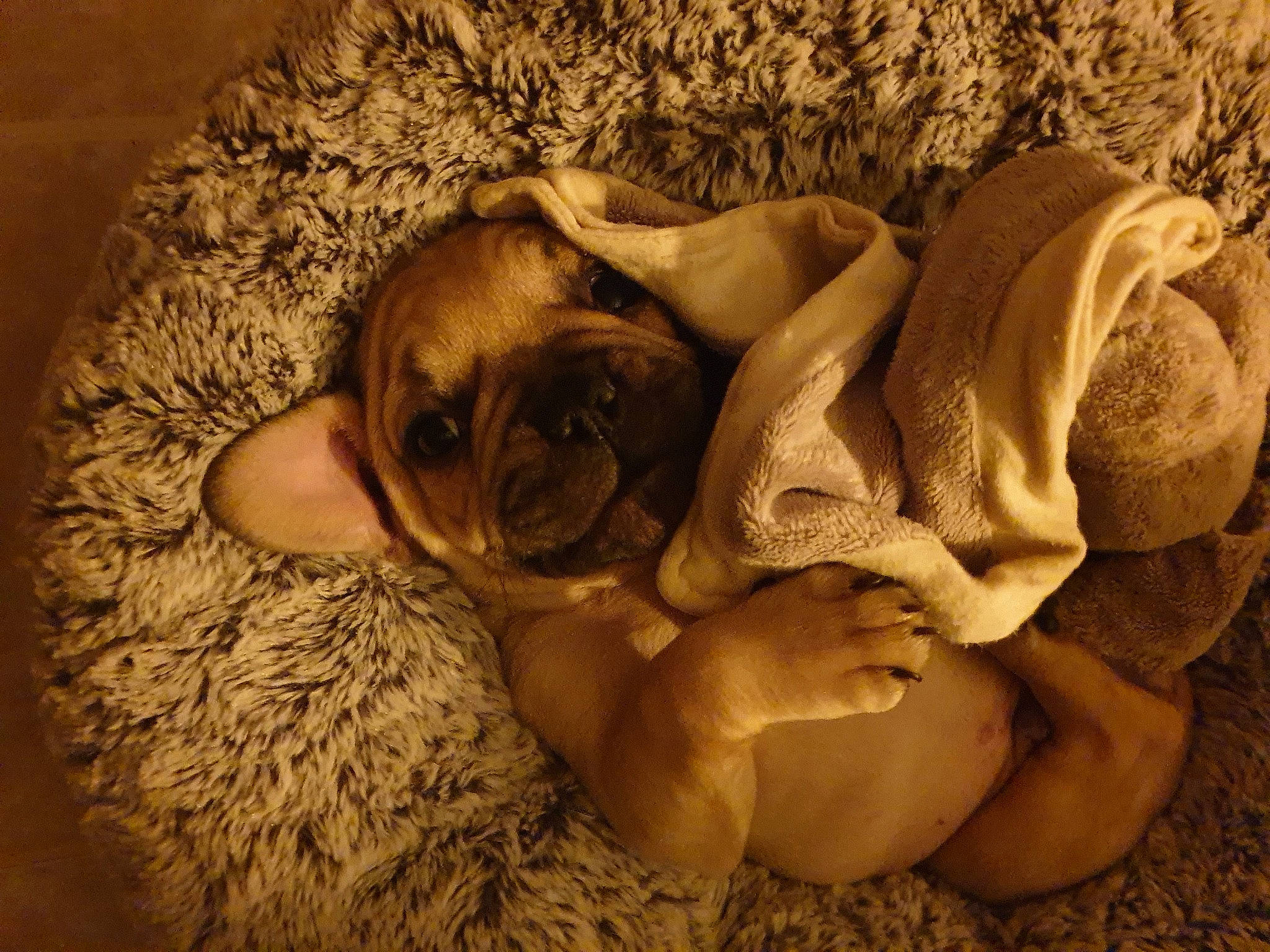 Reed participe au concours pour gagner de l'argent avec cette photo : art, canidae, carnivore, comfort, companion_dog, dog, dog_breed, fawn, fur, linens, mammal, nap, paw, snout, sporting_group, toy_dog, wildlife, wood, working_animal, wrinkle