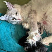 Anna Bella participe au concours pour gagner de l'argent avec cette photo : cat, kitten, newborn, animal, pet, feline, fur, paw, blanket, resting, mother, nurturing, closeup, indoor, cute, soft, sleeping, comfort, domestic, mammal