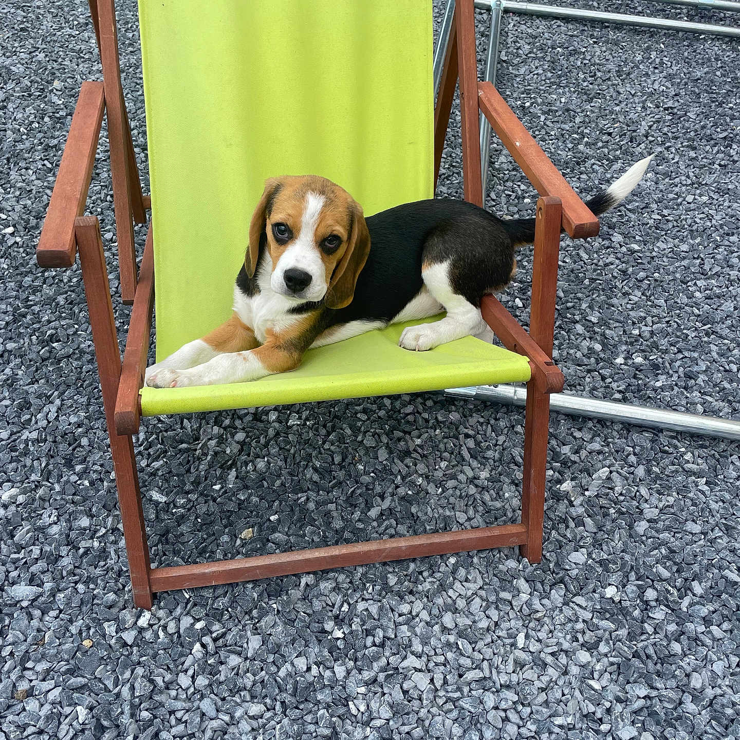 Naya a rejoint le concours — aidez-le/la à gagner de superbes lots ! accessories, animal, ball, beagle, canine, chair, dog, furniture, grass, hound, pebble, pet, plant, playarea, puppy, road, sport, strap, tennis, tennisball