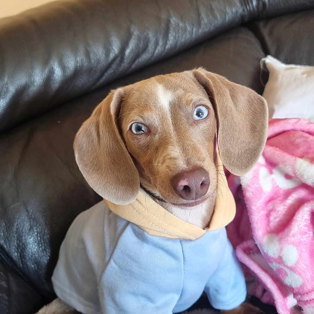 Vicky participe au concours pour gagner de l'argent avec cette photo : animal, beagle, blanket, canine, couch, cushion, dog, face, furniture, head, homedecor, hound, indoors, labradorretriever, linen, person, pet, photography, pointer, puppy