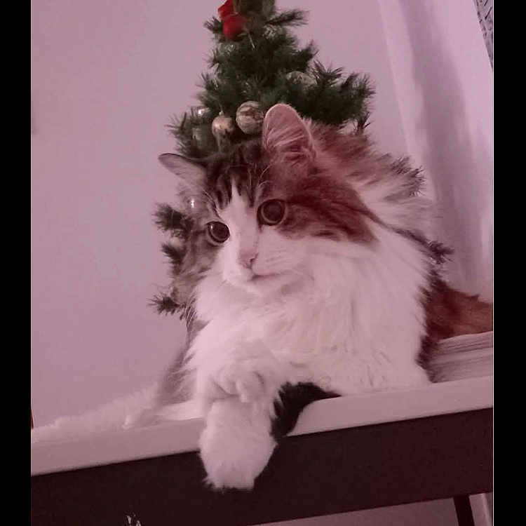 Binich Binich a rejoint le concours — aidez-le/la à gagner de superbes lots ! animal, cat, christmas_tree, cozy, cute, decorations, domestic, festive, fluffy_cat, furniture, holiday, holiday_decor, indoor, ornaments, pet, pine_tree, relaxed, resting, table, white_wall