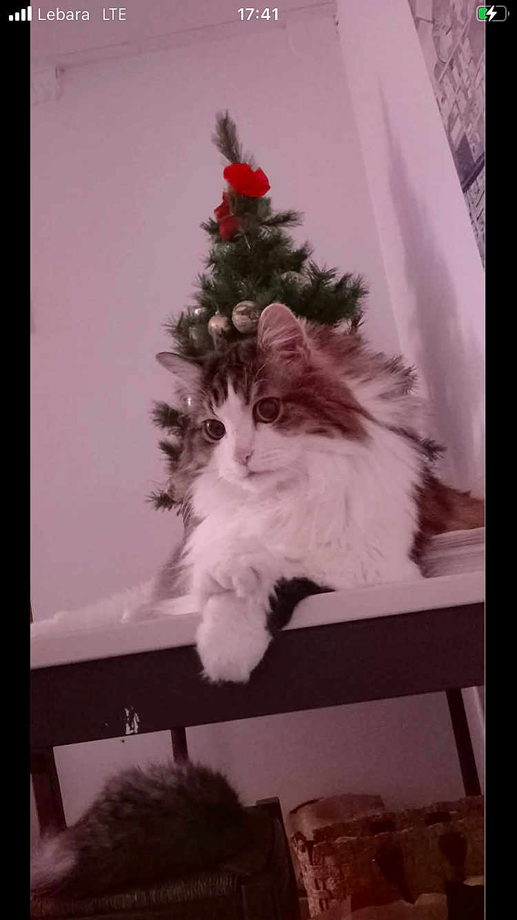 Binich Binich a rejoint le concours — aidez-le/la à gagner de superbes lots ! animal, cat, christmas_tree, cozy, cute, decorations, domestic, festive, fluffy_cat, furniture, holiday, holiday_decor, indoor, ornaments, pet, pine_tree, relaxed, resting, table, white_wall