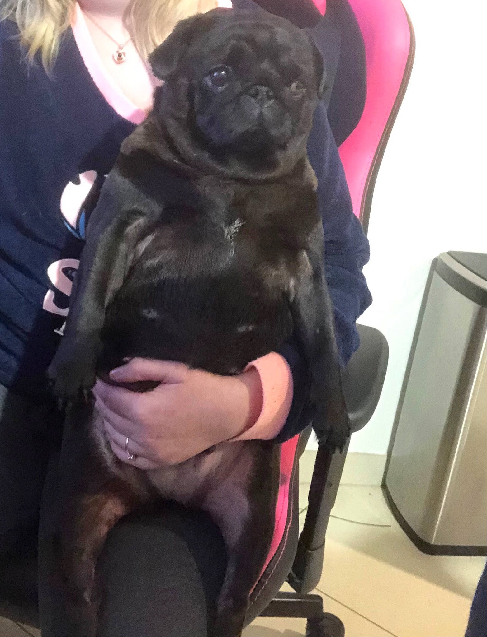 Yestah participe au concours pour gagner de l'argent avec cette photo : canidae, carnivore, collar, companion_dog, dog, dog_breed, dog_collar, fawn, fur, hat, leash, magenta, non_sporting_group, personal_protective_equipment, pug, purple, sleeve, snout, sporting_group, working_animal