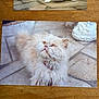 cat, fluffy, cream_color, amber_eyes, collar, pet, animal, curious, looking_up, stone_floor, outdoor, feline, portrait, whiskers, cute, domestic_cat, fur, close_up, vintage_photo, scratches