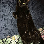 Cezarine a rejoint le concours — aidez-le/la à gagner de superbes lots ! black_cat, cat, pet, animal, lying_down, bedspread, patterned_bedding, green_eyes, feline, cute, domestic_cat, indoor, fur, whiskers, relaxed, paws, sleepy, resting, cozy, curious