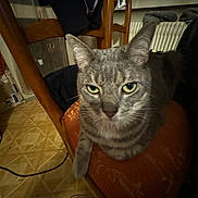 Teddy participe au concours pour gagner de l'argent avec cette photo : cat, gray_tabby, chair, indoor, furniture, wooden_chair, floor, tiled_floor, pet, animal, green_eyes, looking_at_camera, cozy, domestic, resting, orange_chair, whiskers, ears, nose, paw