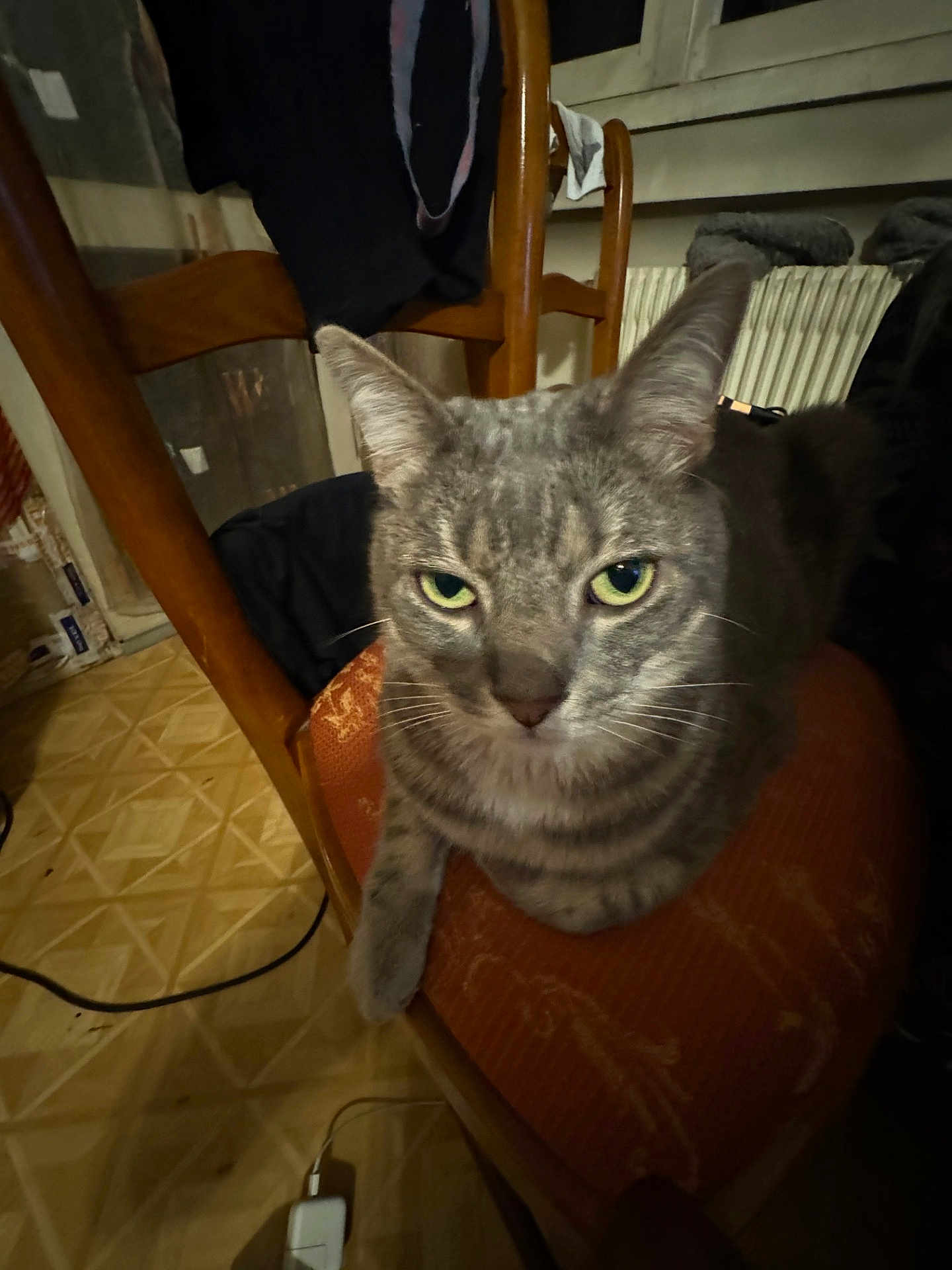 Teddy