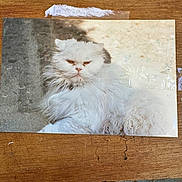 Vanina participe au concours pour gagner de l'argent avec cette photo : cat, white_cat, fluffy, grumpy, portrait, pet, animal, feline, photo, printed_photo, wooden_table, tape, shadow, light, fur, closeup, resting, indoor, nostalgic, scratched_photo