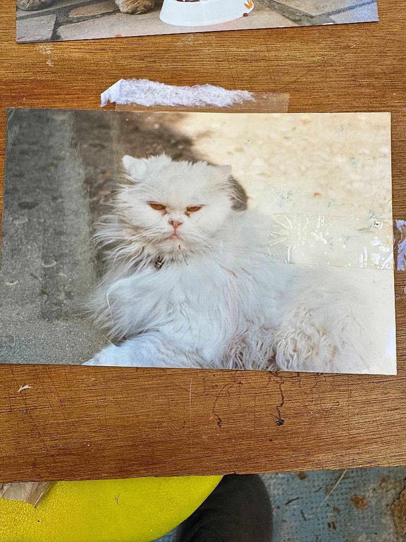 Vanina participe au concours pour gagner de l'argent avec cette photo : cat, white_cat, fluffy, grumpy, portrait, pet, animal, feline, photo, printed_photo, wooden_table, tape, shadow, light, fur, closeup, resting, indoor, nostalgic, scratched_photo