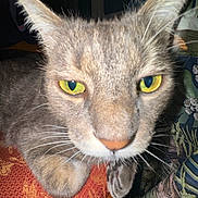 Mickey participe au concours pour gagner de l'argent avec cette photo : cat, close_up, gray_tabby, yellow_eyes, whiskers, fur, ears, chair, pattern, indoor, pet, animal, curious, feline, face, paw, texture, soft, domestic, closeup