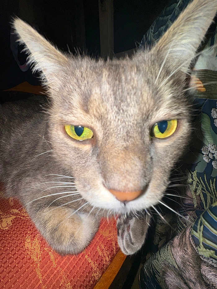 Mickey participe au concours pour gagner de l'argent avec cette photo : cat, close_up, gray_tabby, yellow_eyes, whiskers, fur, ears, chair, pattern, indoor, pet, animal, curious, feline, face, paw, texture, soft, domestic, closeup