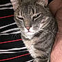 Mickey participe au concours pour gagner de l'argent avec cette photo : cat, tabby, gray_cat, pet, feline, striped_shirt, person, arm, whiskers, closeup, indoor, relaxed, sleepy, fur, animal, domestic_cat, cute, companion, resting, mammal