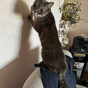 Mickey a rejoint le concours — aidez-le/la à gagner de superbes lots ! cat, gray_cat, pet, indoor, curious, climbing, chair, sofa_back, tail, whiskers, big_eyes, shadow, wall, ornaments, tinsel, decoration, speaker, fabric, home, portrait