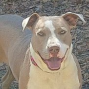 Diamond joined the competition — help win amazing prizes! animal, brown, canine, closeup, collar, daylight, dog, ears, friendly, fur, happy, leaves, nature, outdoor, pet, portrait, smiling, standing, tongue_out, white