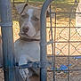 animal, autumn, brown, chain, collar, curious, daylight, dog, fence, gate, leaves, lock, metal, outdoor, paw, pet, quiet, residential, white, yard