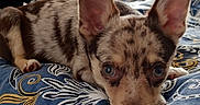 Robert participe au concours pour gagner de l'argent avec cette photo : bed, bedroom, bedspread, brown_fur, canine, close_up, cute, dog, indoors, large_ears, looking_at_camera, lying_down, patterned_fabric, pet, pointy_ears, portrait, puppy, short_fur, small_dog, sunlight
