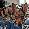 bed, bedroom, bedspread, brown_fur, canine, close_up, cute, dog, indoors, large_ears, looking_at_camera, lying_down, patterned_fabric, pet, pointy_ears, portrait, puppy, short_fur, small_dog, sunlight